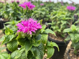 [MONDIDPETI001GL] Petite Delight Bee Balm