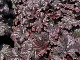 [HEUPLUPUDD001GL] Plum Pudding Coralbells - Container