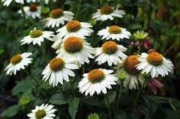 [ECHPURPOW 001GL] Pow Wow White Coneflower - Container