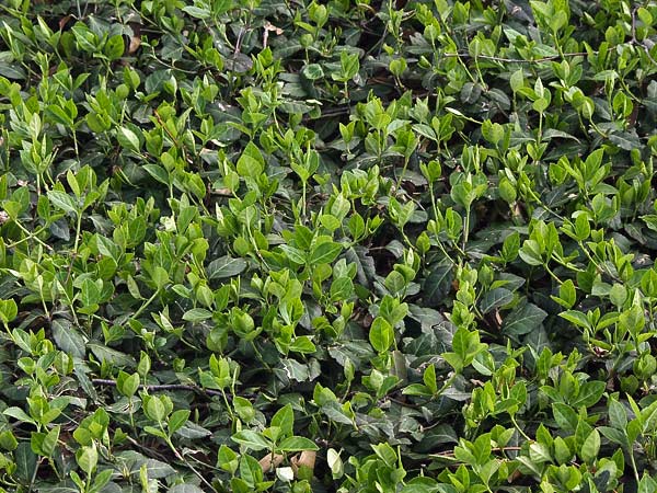 Purple Leaf Wintercreeper - Cell