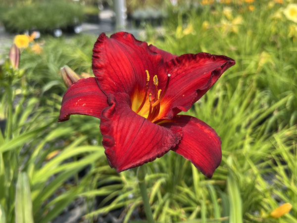 Red Pinocchio Daylily - Container