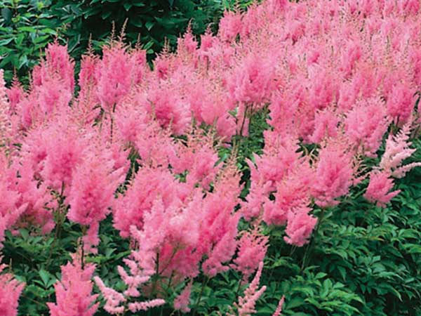 Rheinland Astilbe