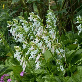 Royal Standard Hosta