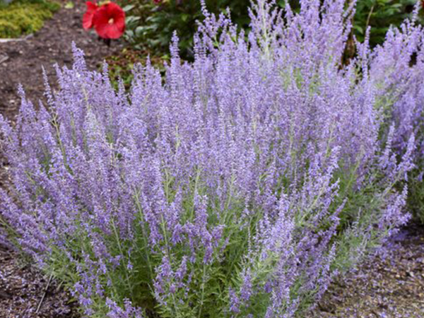 Russian Sage