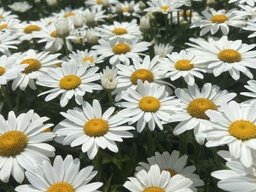 [LEUSUPSNWC001GL] Snowcap Shasta Daisy - Container