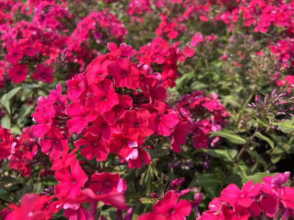 Starfire Phlox