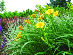 Stella de Oro Daylily - Container