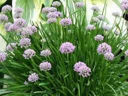 Summer Beauty Ornamental Onion