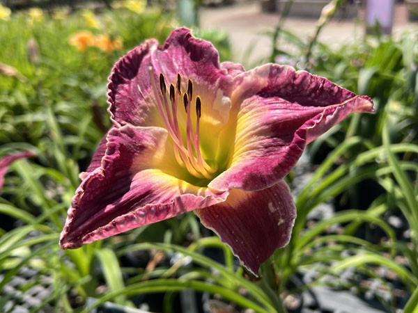 Summer Wine Daylily - Container