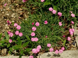 Tiny Rubies Dianthus - Container