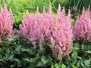 Visions in Pink Astilbe