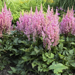 Visions in Pink Astilbe #1