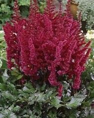 Visions in Red Astilbe #1