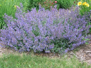 Walker's Low Catmint - Container