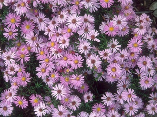 Wood's Pink Aster - Container