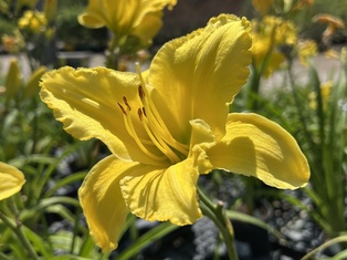 Yellow Superstar Daylily - Container