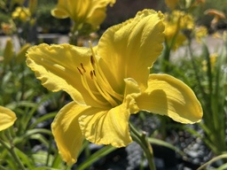 [HEMYLWSUP001GL] Yellow Superstar Daylily - Container