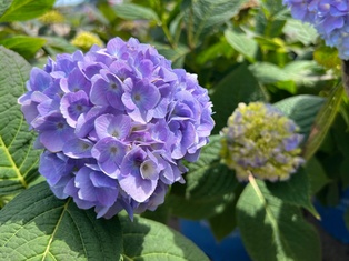 Bloomstruck Hydrangea - Container #3