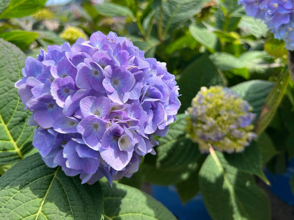 Bloomstruck Hydrangea - Container