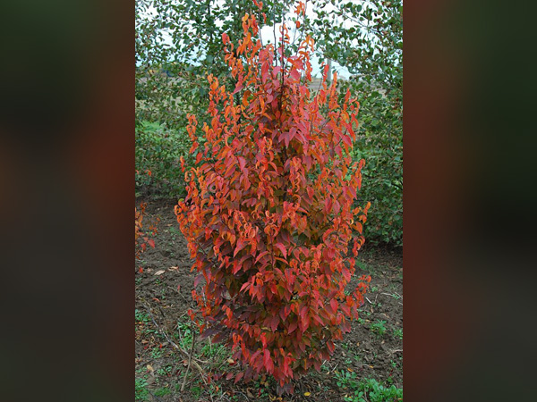 Firespire American Hornbeam