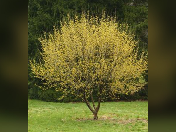 Golden Glory Dogwood | Breezy Hill Nursery - Main