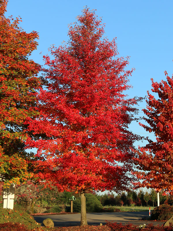 Afterburner Blackgum