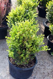 Green Mound Boxwood