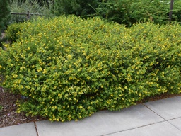 Ames Select St Johnswort - Container