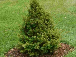 Capitata Japanese Yew - Container