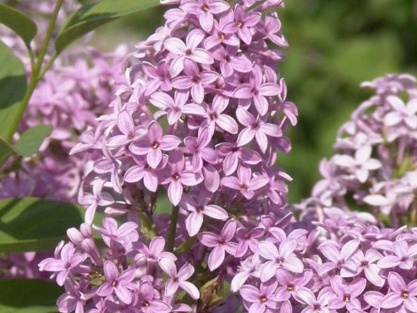 Chinese Lilac - Container