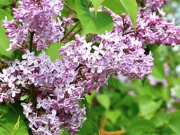 [SYRVUCOMM5GLSHR] Common Purple Lilac #5 - Container