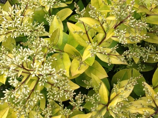 Golden Vicary Privet - Container