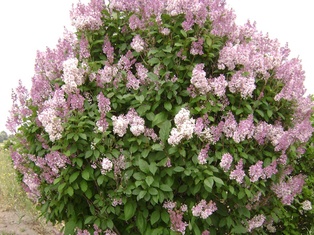 Minuet Lilac - Container