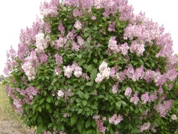 Minuet Lilac - Container
