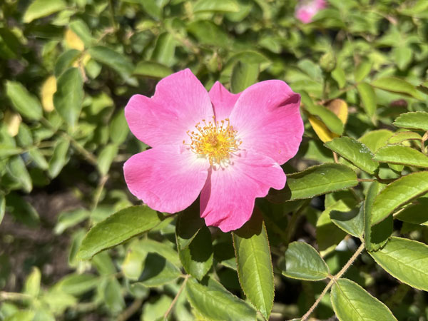 Nearly Wild Shrub Rose - Container