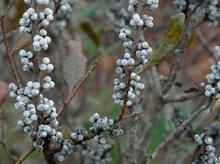 Northern Bayberry - Container