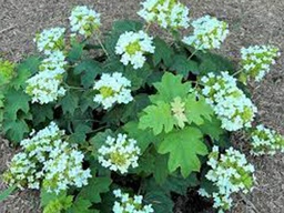 Pee Wee Hydrangea - Container