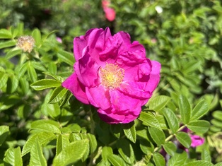 Purple Pavement Rose - Container #3