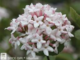 Spice Girl Viburnum - Container