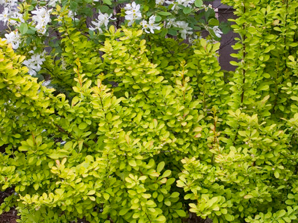 Sunjoy® Gold Pillar Barberry - Container