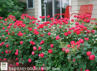 Oso Easy Double Red Rose - Container #3
