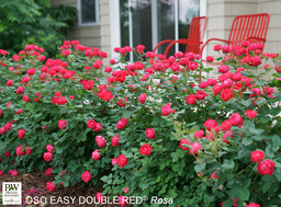 Oso Easy Double Red Rose - Container #3
