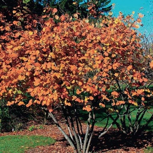 American Hazelnut - Container