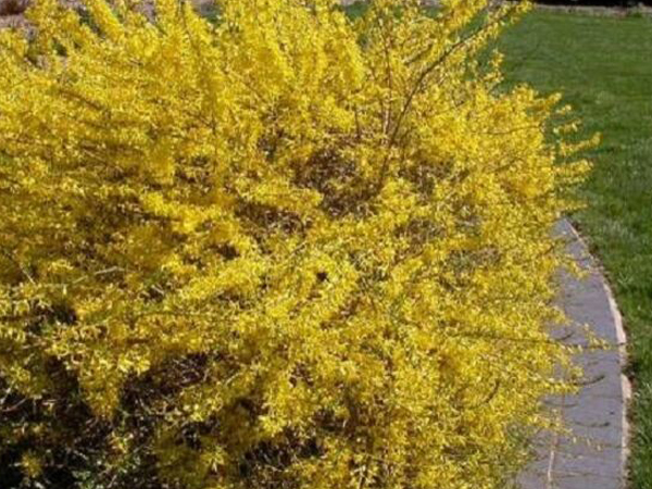 Gold Tide Forsythia - Container #5