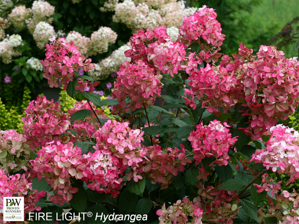 Fire Light Hydrangea - Container