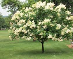 Ivory Silk Tree Lilac TF  - Container