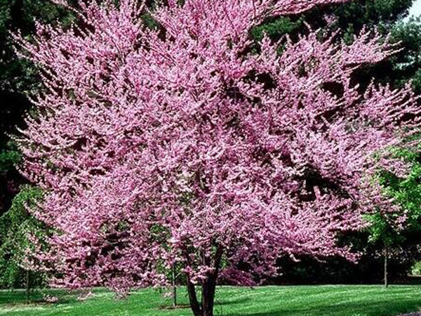 Eastern Redbud - Container