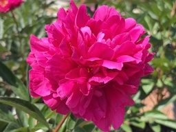 [PAEKANSAS002GL] Kansas Peony Red - Container