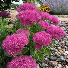 Neon Sedum - Container