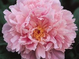 Sarah Bernhardt Peony Pink - Container